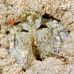 shrimp_mantis_li_h_0705_png2071.jpg